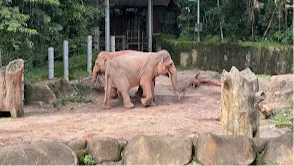  Singapore Zoo